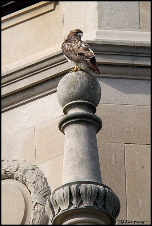 _1SB3810 red-tailed hawk on the carillon.jpg